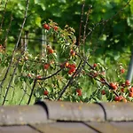 Weingut & Gaestezimmer Pammer Bed & Breakfast 3*