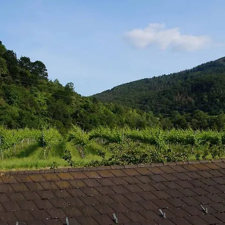 Weinbau Und Gästezimmer Pammer Mitterarnsdorf
