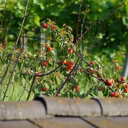 Weingut & Gaestezimmer Pammer B&B 3*