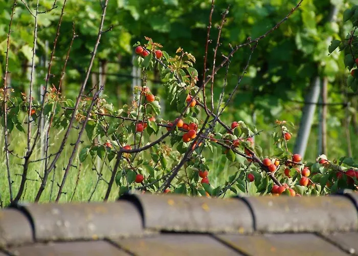 Weingut & Gaestezimmer Pammer Отель типа 